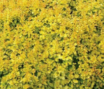 Барбарис Тунберга Голден Наггет (Berberis thunbergii 'Golden Nugget')