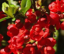 Айва прекрасная Рубра (Chaenomeles speciosa 'Rubra')