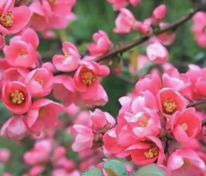 Айва превосходная Пинк Леди (Chaenomeles x superba 'Pink Lady')