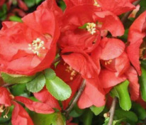 Айва превосходная Техас Скарлет (Chaenomeles x superba 'Texas Scarlet')