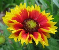 Гайлардия остистая Гоблин (Gaillardia aristata 'Goblin')
