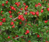 Кизильник Даммера (Cotoneaster dammeri)