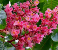 Каштан конский мясо-красный Бриоти (Aesculus x carnea 'Briotii')