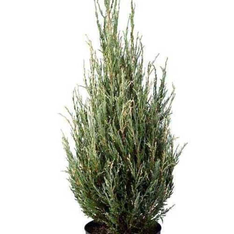 Можжевельник скальный Блю Ивори (Juniperus scopulorum 'Blue Ivory')