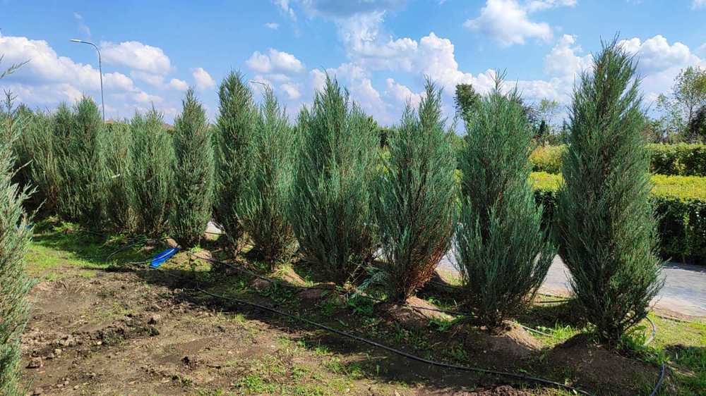 Можжевельник скальный Блю Ивори (Juniperus scopulorum 'Blue Ivory')