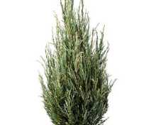 Можжевельник скальный Блю Ивори (Juniperus scopulorum 'Blue Ivory')