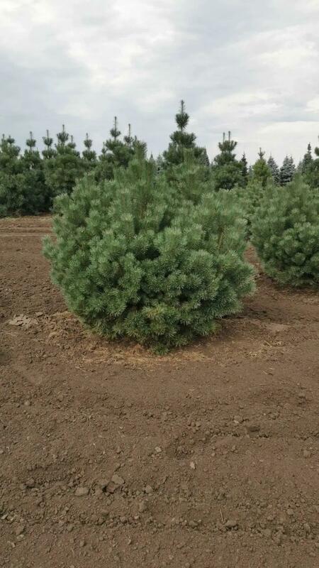 Сосна обыкновенная Беувроненсис (Pinus sylvestris 'Beuvronensis')