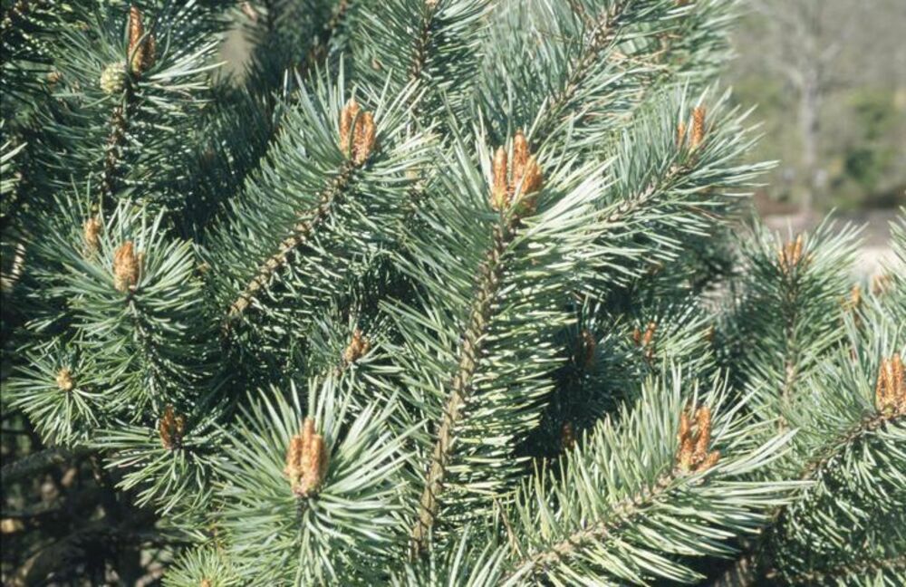 Сосна обыкновенная Беувроненсис (Pinus sylvestris 'Beuvronensis')