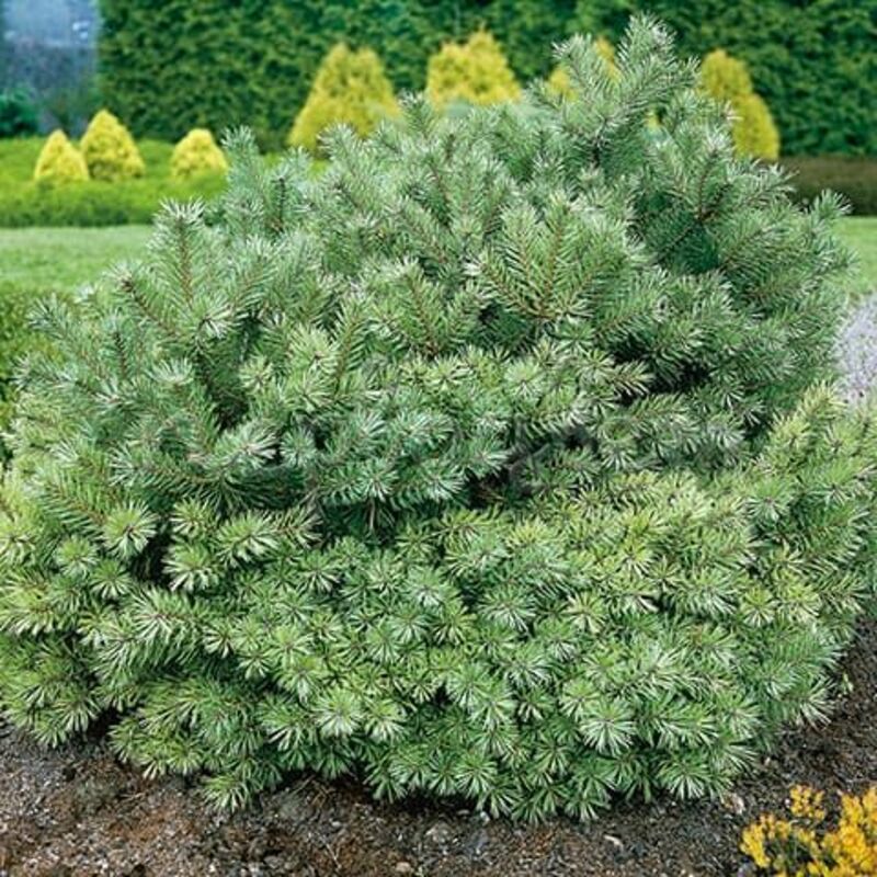 Сосна обыкновенная Беувроненсис (Pinus sylvestris 'Beuvronensis')