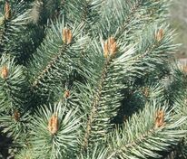 Сосна обыкновенная Беувроненсис (Pinus sylvestris 'Beuvronensis')