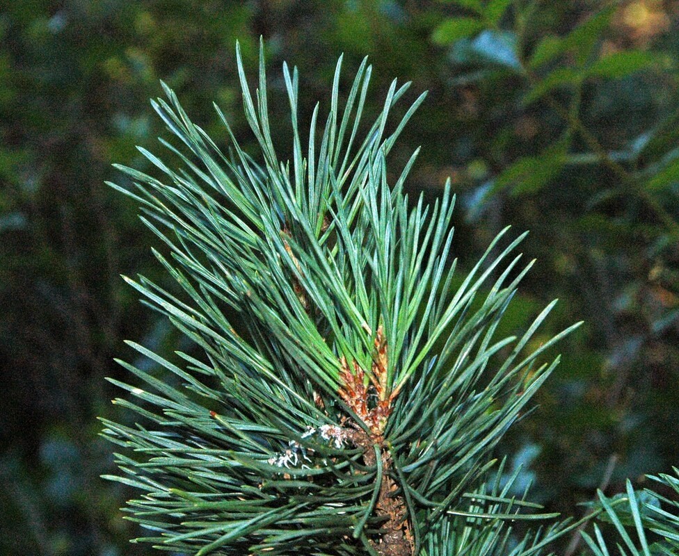 Сосна обыкновенная Дирхэв (Pinus sylvestris 'DK/Dyrehave')