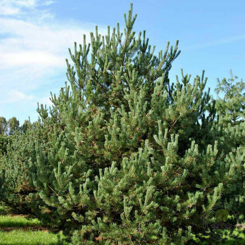 Сосна обыкновенная Дирхэв (Pinus sylvestris 'DK/Dyrehave')