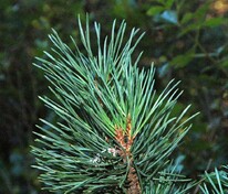 Сосна обыкновенная Дирхэв (Pinus sylvestris 'DK/Dyrehave')