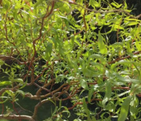 Ива вавилонская "Tortuosa" (Тортуоза)