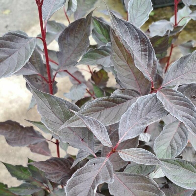 Дерен белый Найтфолл (Cornus alba 'Nightfall')