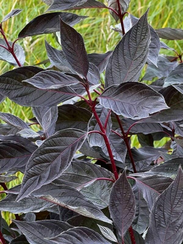 Дерен белый Найтфолл (Cornus alba 'Nightfall')