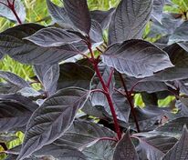 Дерен белый Найтфолл (Cornus alba 'Nightfall')