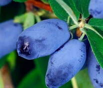 Жимолость Бореал Бьюти (Lonicera 'Boreal Beauty')