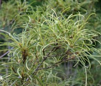 Крушина ломкая `Aspleniifolia` (Аспленифолиа)