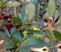 Боярышник Петушья шпора (Crataegus crus-galli)