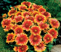 Гайлардия остистая Аризона Сан (Gaillardia aristata 'Arizona Sun')