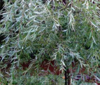 Ива Шатёр (Salix 'Shater')