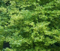 Ольха серая Ауреа (Alnus incana 'Aurea')