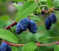 Жимолость Камчатская