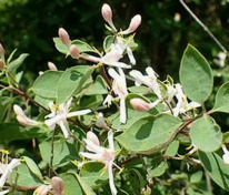 Жимолость Королькова