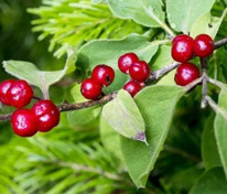 Жимолость обыкновенная (настоящая, лесная, волчья ягода)