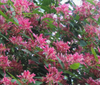 Жимолость татарская Розеа (Lonicera tatarica 'Rosea')