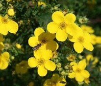 Лапчатка кустарниковая Медик Уиил Маунт (Potentilla fruticosa 'Medicine Wheel Mountain')
