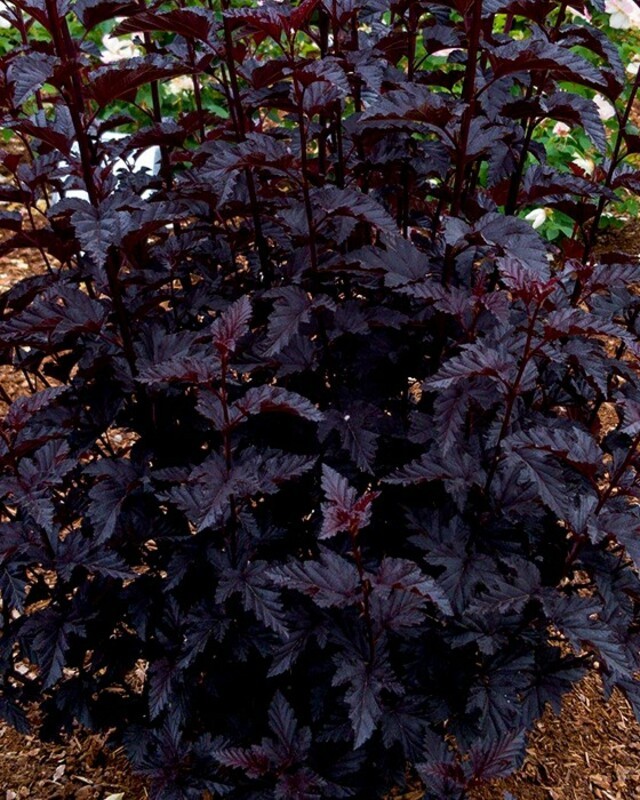 Пузыреплодник калинолистный Пэнтер Ноубл (Physocarpus opulifolius 'Panther Noble')