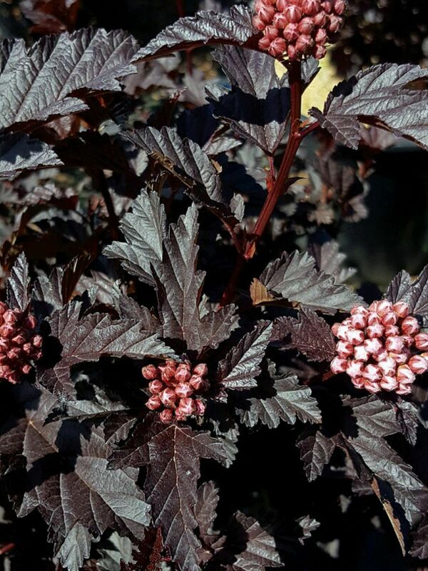 Пузыреплодник калинолистный Пэнтер Ноубл (Physocarpus opulifolius 'Panther Noble')