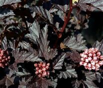 Пузыреплодник калинолистный `Panther Noble` (Пэнтер Ноубл)