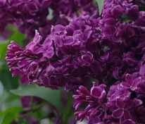 Сирень обыкновенная Сумерки (Syringa vulgaris 'Sumerki')