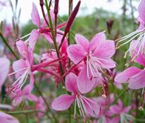 Гаура Линдхеймера Сискию Пинк (Gaura lindheimeri 'Siskiyou Pink')