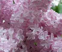 Сирень обыкновенная Радмила (Syringa vulgaris 'Radmila')