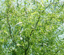 Ива Свердловская Извилистая 476 (Salix 'Sverdlovskaja Izvilistaja 476')