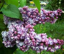 Сирень обыкновенная Георгий Свиридов (Syringa vulgaris 'Georgiy Sviridov')