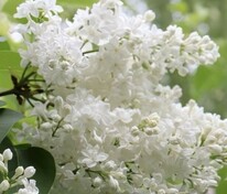 Сирень обыкновенная Иней (Syringa vulgaris 'Iney')