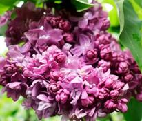 Сирень обыкновенная Ирина Архипова (Syringa vulgaris 'Irina Arkhipova')