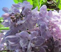 Сирень обыкновенная Летний Сад (Syringa vulgaris 'Letniy Sad')