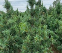 Кедровый стланик Глаука (Pinus pumila 'Glauca')