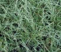 Можжевельник горизонтальный Юкон Белль (Juniperus horizontalis 'Yukon Belle')