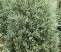 Можжевельник скальный Пэтфиндер (Juniperus scopulorum 'Pathfinder')