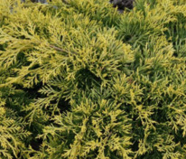 Можжевельник средний Голден Саусер (Juniperus x pfitzeriana 'Golden Saucer')