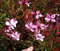 Гаура Линдхеймера Сансет Дримс (Gaura lindheimeri 'Sunset Dreams')