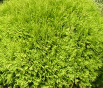 Туя западная "Selena" (Селена)