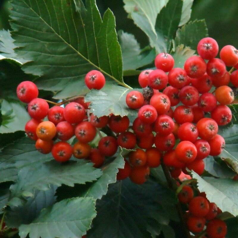 Рябина дуболистная (Sorbus x thuringiaca)